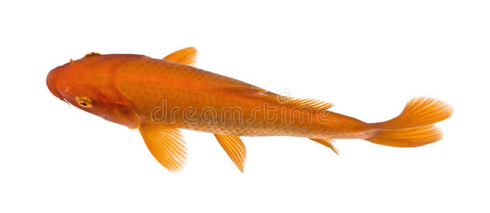 红鱼俯视图橙色锦鲤