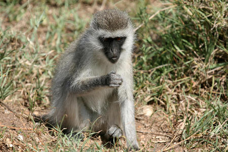 非洲塞伦盖蒂野生动物园图片