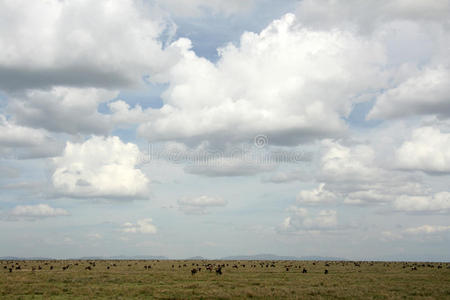非洲坦桑尼亚塞伦盖蒂野生动物园