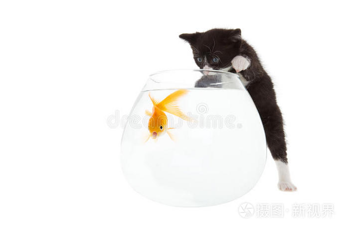 可爱的宠物篮子里的姜黄色小猫小猫两只非常可爱的黑色巧克力东方小猫
