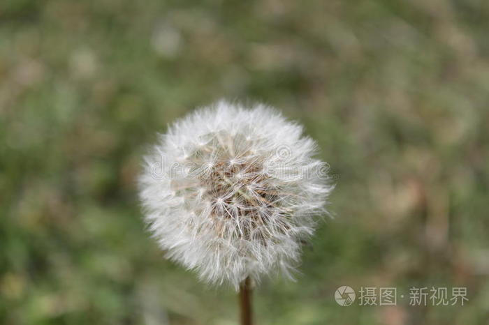 蒲公英降落伞球