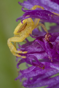 紫花蟹蛛