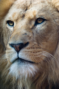 狮子王画像