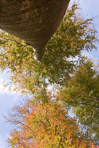 分支 公司 橡树 秋天 高的 风景 美丽的 十一月 落下