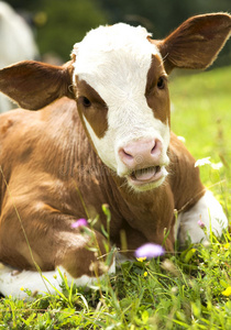 一头美丽的小母牛的画像