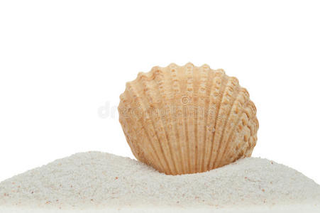 白沙上的贝壳