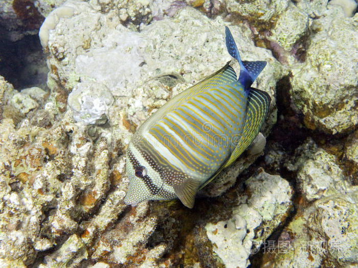 海洋生物sailfintang