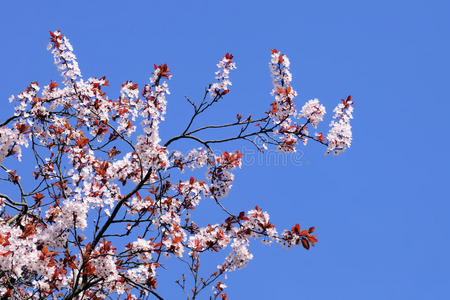 盛开的樱花树，湛蓝的天空
