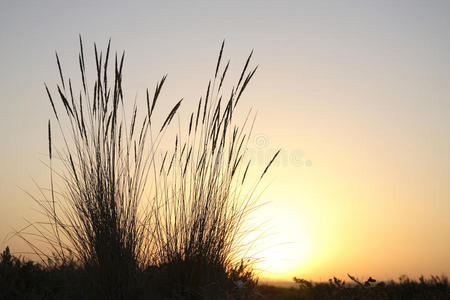 夕阳芦苇图片