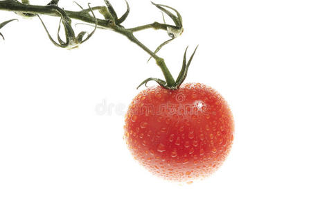 露水的西红柿