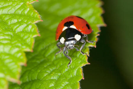 红瓢虫坐在绿床单上图片