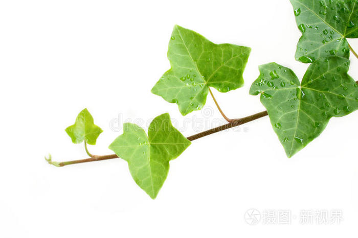 常春藤
