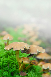 神奇蘑菇雾