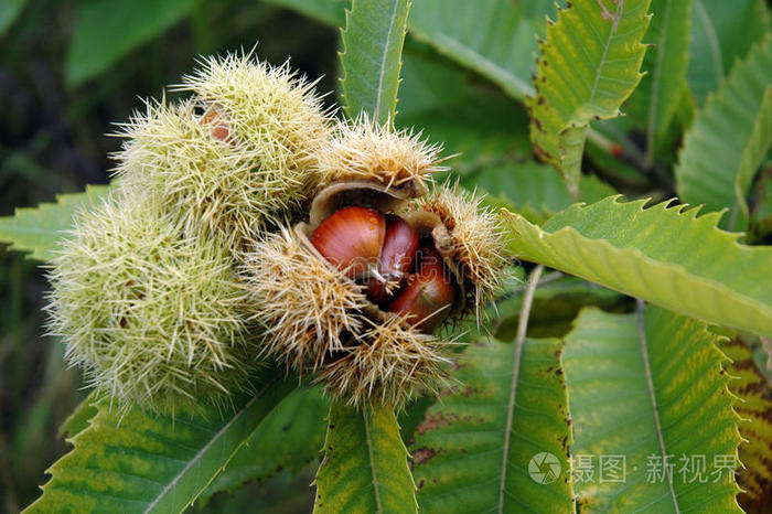 种子白马板栗开花仙人掌篱笆竹板查看作者其他作品查看更多>番茄甘蓝