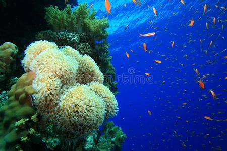 健康的热带珊瑚礁