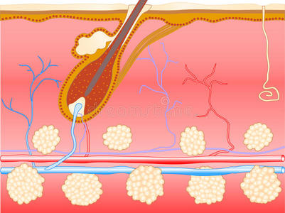 解剖皮肤毛发