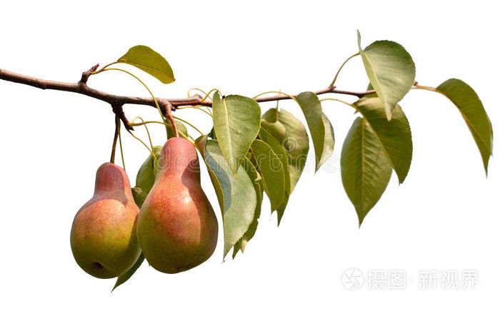 梨树枝上的红苹果花园里的梨子梨树上的苹果果园树枝上的梨子梨树树枝