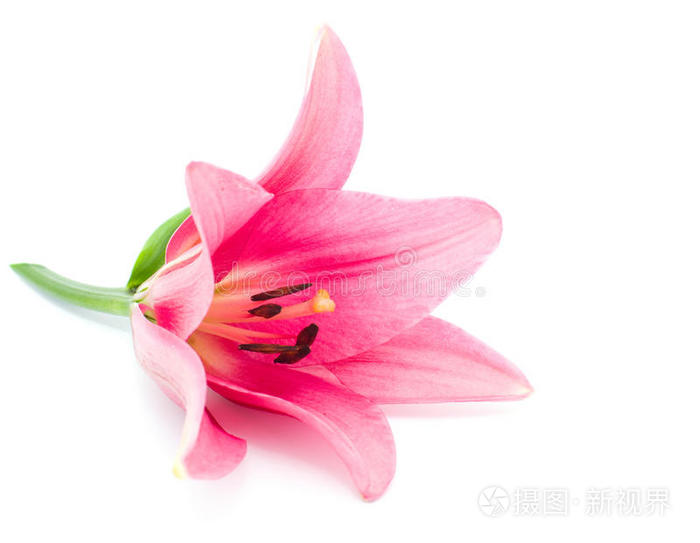 红百合
