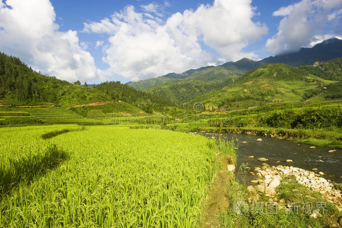 山地稻田意大利乡村景观绿色的豌豆田和天空乡村天空中的夏日风景领域