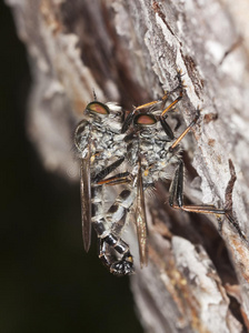动物 节肢动物 缺陷 形象 昆虫 活的 昆虫学 双翅目 自然