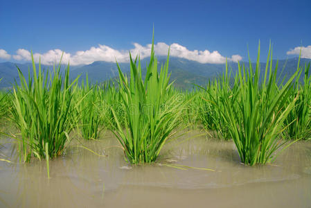 这是一个绿色的稻田背景。