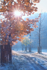 颜色 乡村 森林 阳光 国家 早晨 美丽的 分支 自然 树叶