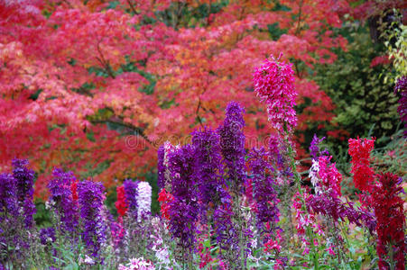 布查特花园里的花