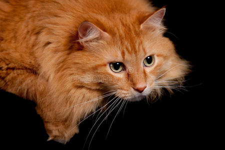 可爱的橙色小猫摆姿势拍照