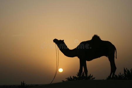沙丘上的沙漠骆驼图片