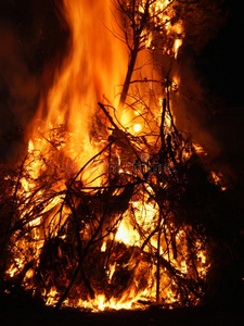着火的树