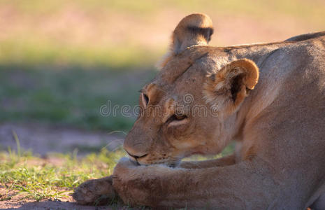 单雌狮子panthera leo