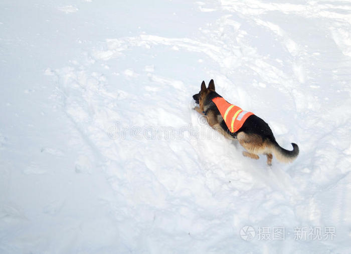 雪崩救援犬爬雪山