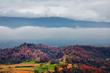 森林雾景