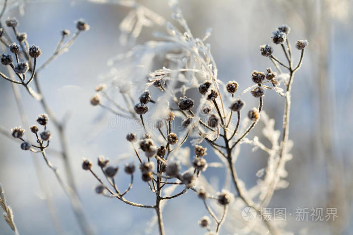 下载小样发票合同问题/举报冬季背景在雪地里种植圣诞节背景植物冻花