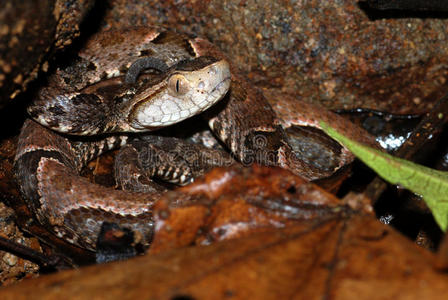 哥斯达黎加的小长蛇图片