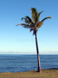 椰子树和大海