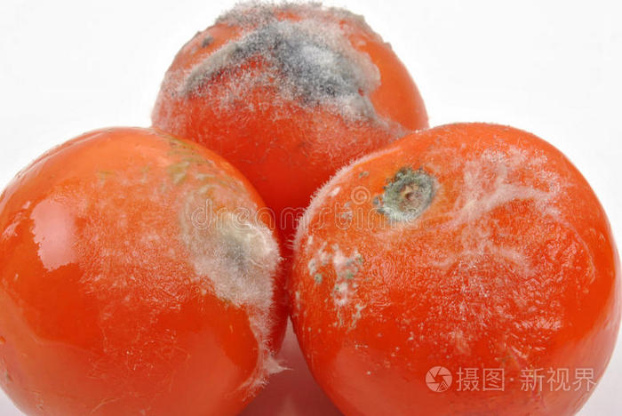 白底发霉番茄