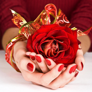 修剪整齐的手和金色的丝带捧着红玫瑰