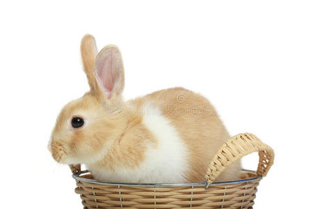 篮子里的复活节兔子