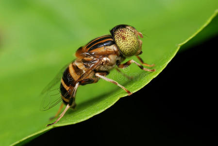 食蚜蝇