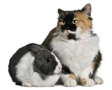 猫和兔子坐着看向别处