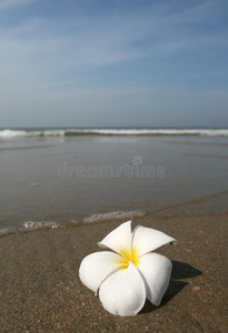 白花沙滩