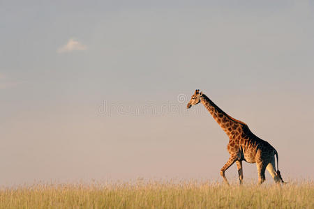 非洲平原上的长颈鹿