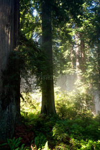 阳光穿过森林中的树木