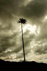蜡棕榈，科科拉山谷。昆迪奥，哥伦比亚