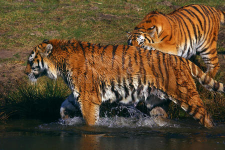 两只老虎在水边玩耍