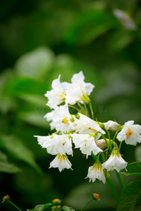 白花马铃薯图片