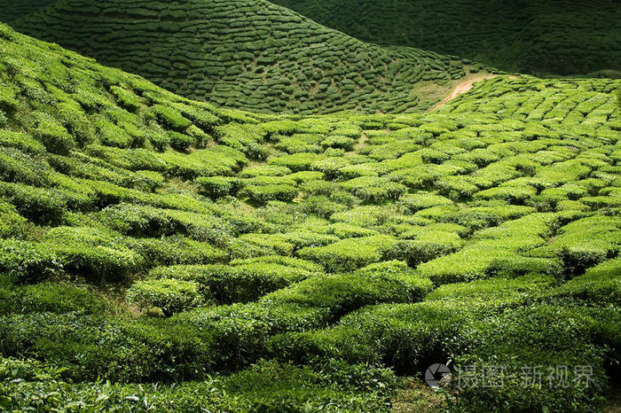 马来西亚环山和蜿蜒的茶丛