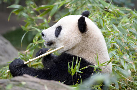 中国吃竹子的熊猫