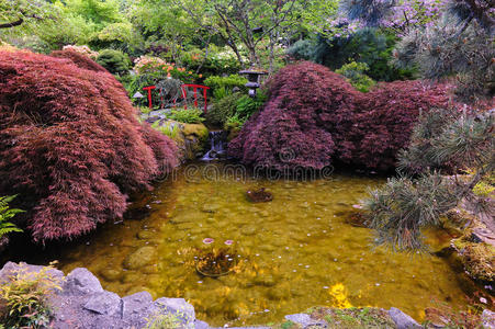 日本花园池塘